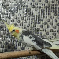 عروس هلندی مولد سخنگو|پرنده|خزل, |دیوار