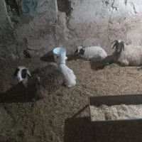 میش وا  بره  بیگ|حیوانات مزرعه|مسجد سلیمان, |دیوار