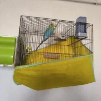 مرغ عشق انگلیسی|پرنده|قزوین, |دیوار