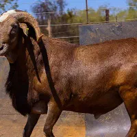 ذبح و قصابی گوسفند