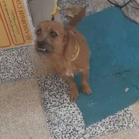 دوست دار حیوانات