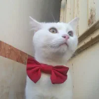 یک قلاده گربه نژاد پرشین اسکاتیش