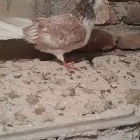 کبوتر عرب و سفید پلاکی و پوشتی|پرنده|بناب, |دیوار