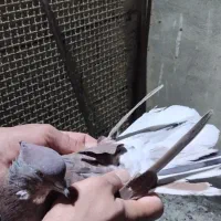 سرخ سرور دم سفید|پرنده|ملارد, |دیوار