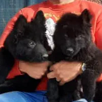 بلک ژرمن شپهرد پلیسی نر و ماده 65روزه اورجینال|سگ|تهران, سازمان آب|دیوار