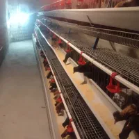 مرغ محلی|حیوانات مزرعه|مهاباد (آذربایجان غربی), |دیوار