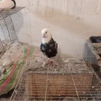 طوقی نسلدار کرمانشاهی