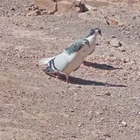 جفتگاه خوشگل