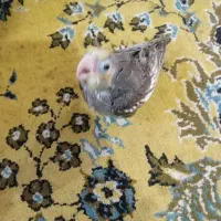 عروسسرلاکی