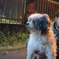 نیازمند سگ شیتزو ماده جهت جفت گیری