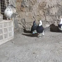 کبوتر صید