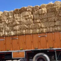 کاه و کلش گندم ذرت علوفه چاپر وبسته بندی