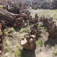 ریشه و تاج درخت