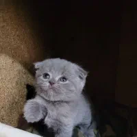 گربه اسکاتیش