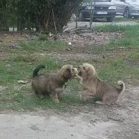 واگذاری سگ|سگ|ساری, |دیوار