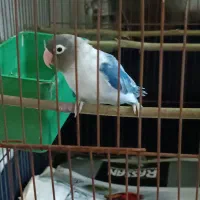 طوطی برزیلی|پرنده|محلات, |دیوار