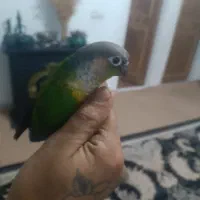 طوطی گرینچیک رد بلو مولد|پرنده|کوهدشت, |دیوار