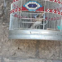 پرنده کبوتر