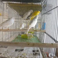 قناری سوپروموزاییگی|پرنده|قم, زند آباد|دیوار