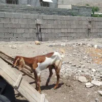 12تومان