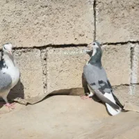 کبوتر نر ماده|پرنده|مسجد سلیمان, |دیوار