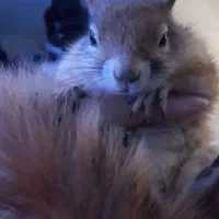 چینچیلای نر