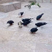 کبوتر زاغ پلنگ