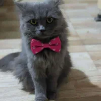 بریتیش بلو لانگ هیر