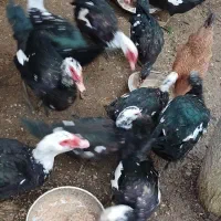 اردک اسرائیلی