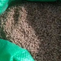 گندم( کفتر،مرغ ،پرنده )فروش گندم