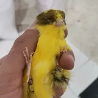 قناری نر اماده