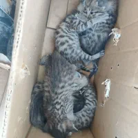 واگذاری ۵ تا بچه گربه