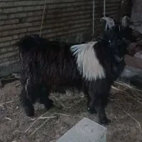 بیگ نر
