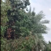 زمین کشاورزی رودان معاوضه در هکتارهای مختلف