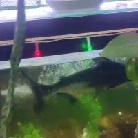 ماهی|ماهی|فسا, |دیوار