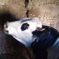 گوساله سمینتال اصل پروار شده