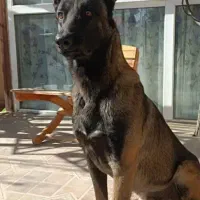 مالینویز ن جهت کشش