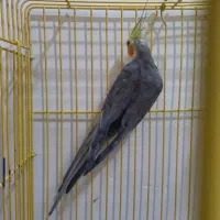 طوطی|پرنده|بروجرد, |دیوار