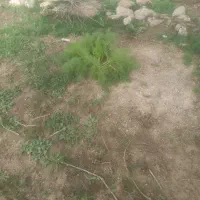 علوفه جاشیر درجه یک دالون و چیربیون