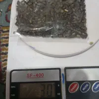 مرگ موش گندمی با سیانور لهستانی