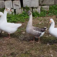 قوغاز و غاز|حیوانات مزرعه|شلمان, |دیوار