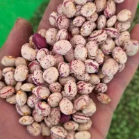چیتی تناژ بالا خمین
