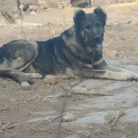 سگ ماده سرابی