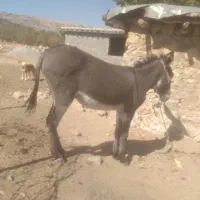 نره خر۳ساله تازه باروی گله ای جوان  آماده|حیوانات مزرعه|یاسوج, |دیوار