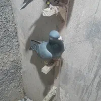 کبوتر شهری|پرنده|کازرون, |دیوار