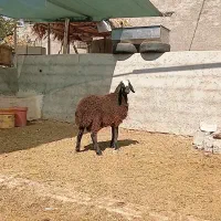 قوچ شال قوچ همو میش ژن دار|حیوانات مزرعه|شیراز, کرونی(خاتونک)|دیوار
