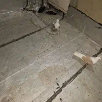 1 جفت پشتدار|پرنده|باسمنج, |دیوار