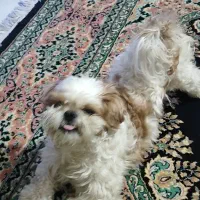 سگ دوست داشتنی به خانواده خوب واگذار میشه|سگ|فردیس, ثابتی|دیوار