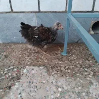 مرغ|حیوانات مزرعه|مسجد سلیمان, |دیوار