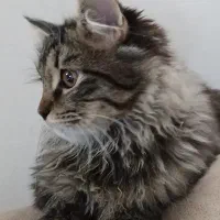 گربه بریتیش ماده|گربه|کرج, عظیمیه|دیوار